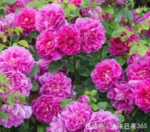 喜欢养护花卉,就在室内养护“五颜六色”的花卉,花期长,花量大