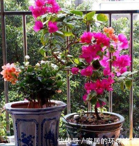  植物|立秋养2种花，定期加点醋，叶子油亮又翠绿，再不泛黄