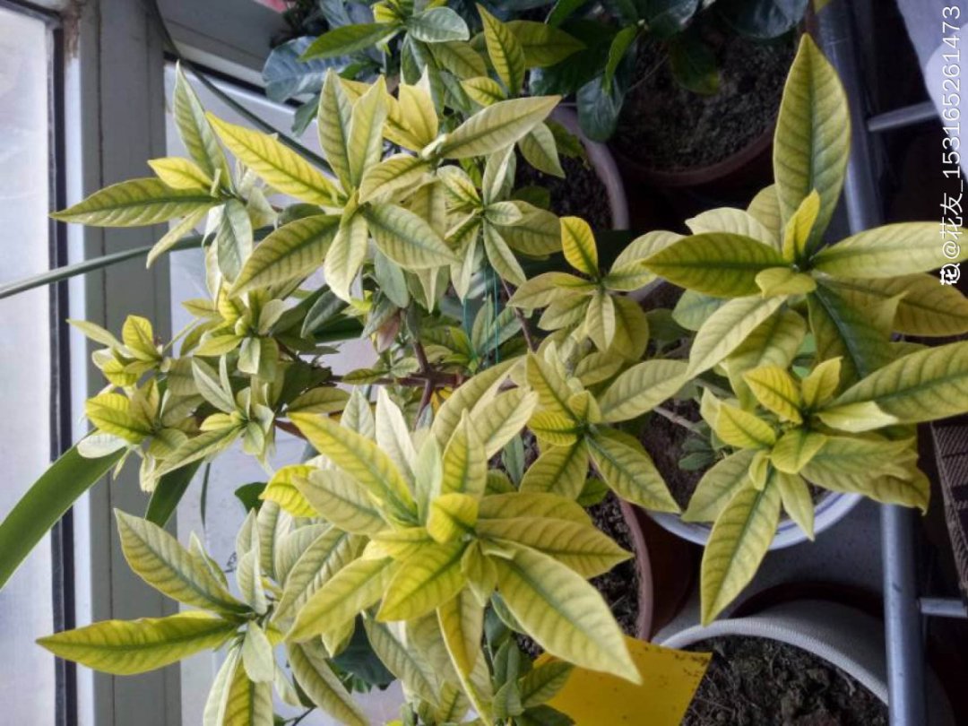 栀子花叶子发黄，是求救信号，不管花就容易死