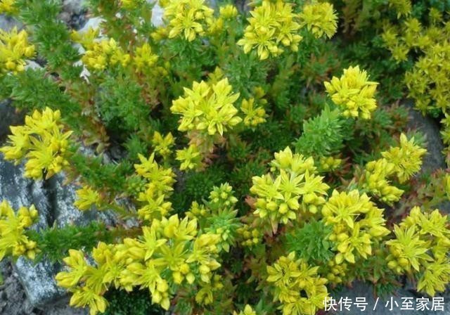 选择|藤黄景天,繁殖力比不死鸟还强大,多肉护盆草的新选择