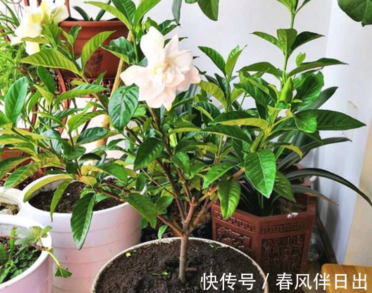 北方地区|室内盆栽栀子花，掌握3要领，下半年花开不断，天天像喷了香水