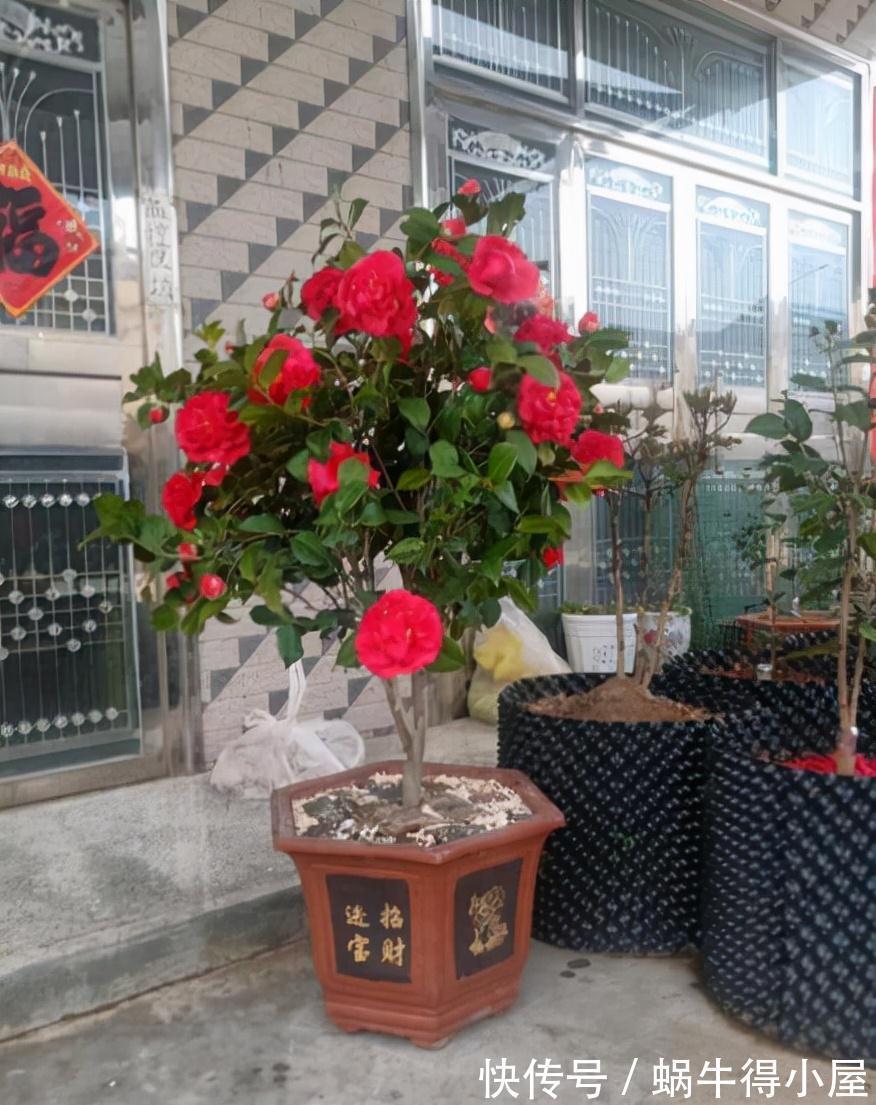 此花比牡丹还美,皮实好养开花艳,一开就是大半年,适合新手