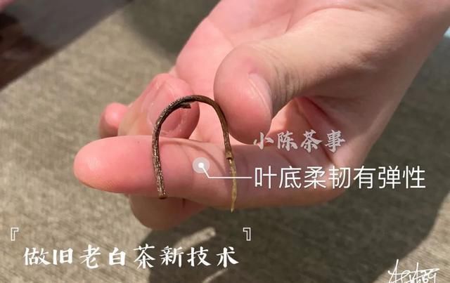 茶友|别单纯看黄叶片了,鉴别做旧老白茶用这个新招术,老茶友们都在用