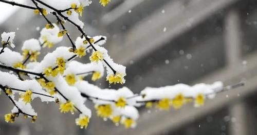 1月，家里养有蜡梅盆栽的花友，你们做好催花的准备了吗？