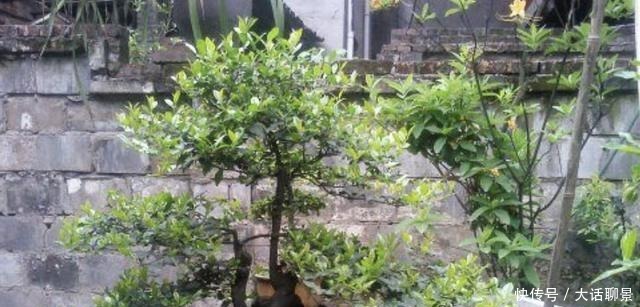 盆景|王小姐爱养花,去山上挖了“废木头”,种花盆上,变成“金弹子”