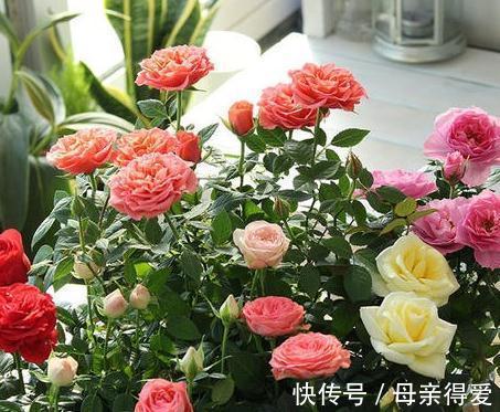 月季不会养,盆里加上2种料,枝叶疯长不停,开花特别艳