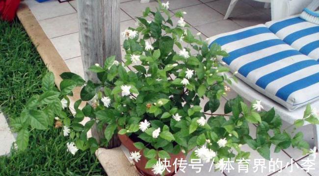茉莉秋冬盆栽该注意什么 落实好这6点 低温环境不用担心 粉紫色 茉莉秋冬盆栽该注意什么 落实好这6点 低温环境不用担心 粉紫色