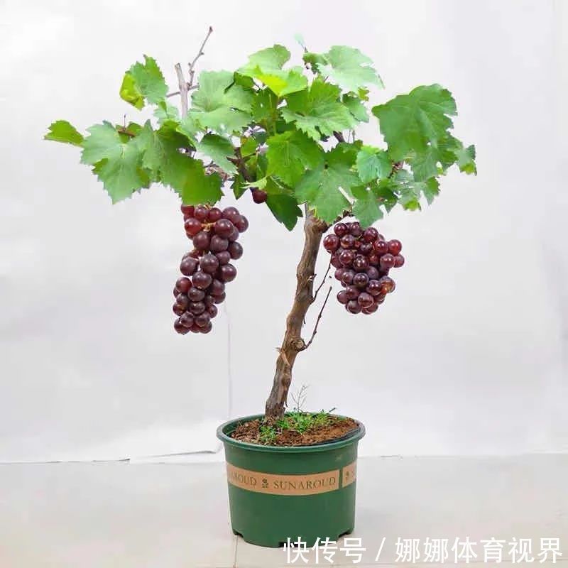 五种水果小盆栽，在家也能种，好看又美味，果实甜如蜜！