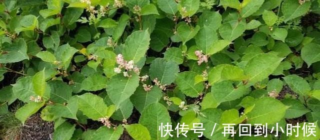 屋前屋后见到这草,二话不说赶紧拔,小心爬的满家都是!