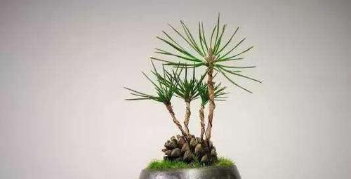 捡了个“松果”插在盆里,不几天长成了盆景,摆在家里太漂亮了