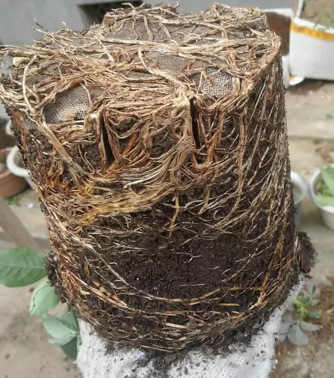 养花先养根,做好5件事,花草不烂根,大白根直冒