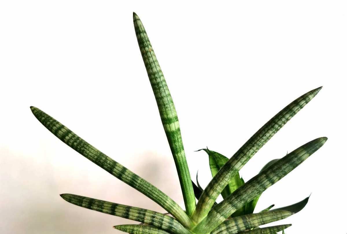 超美的几种绿植,气质好有品味,还能增强室内层次感