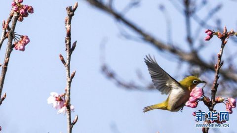 鸟语花香春色美