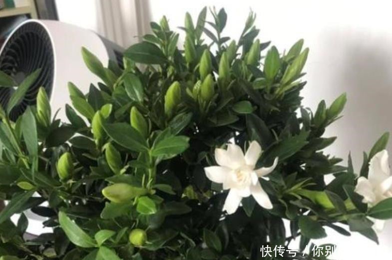 新芽|栀子花开完花,养护分“3步”,植株健壮新芽多,来年照样开满花