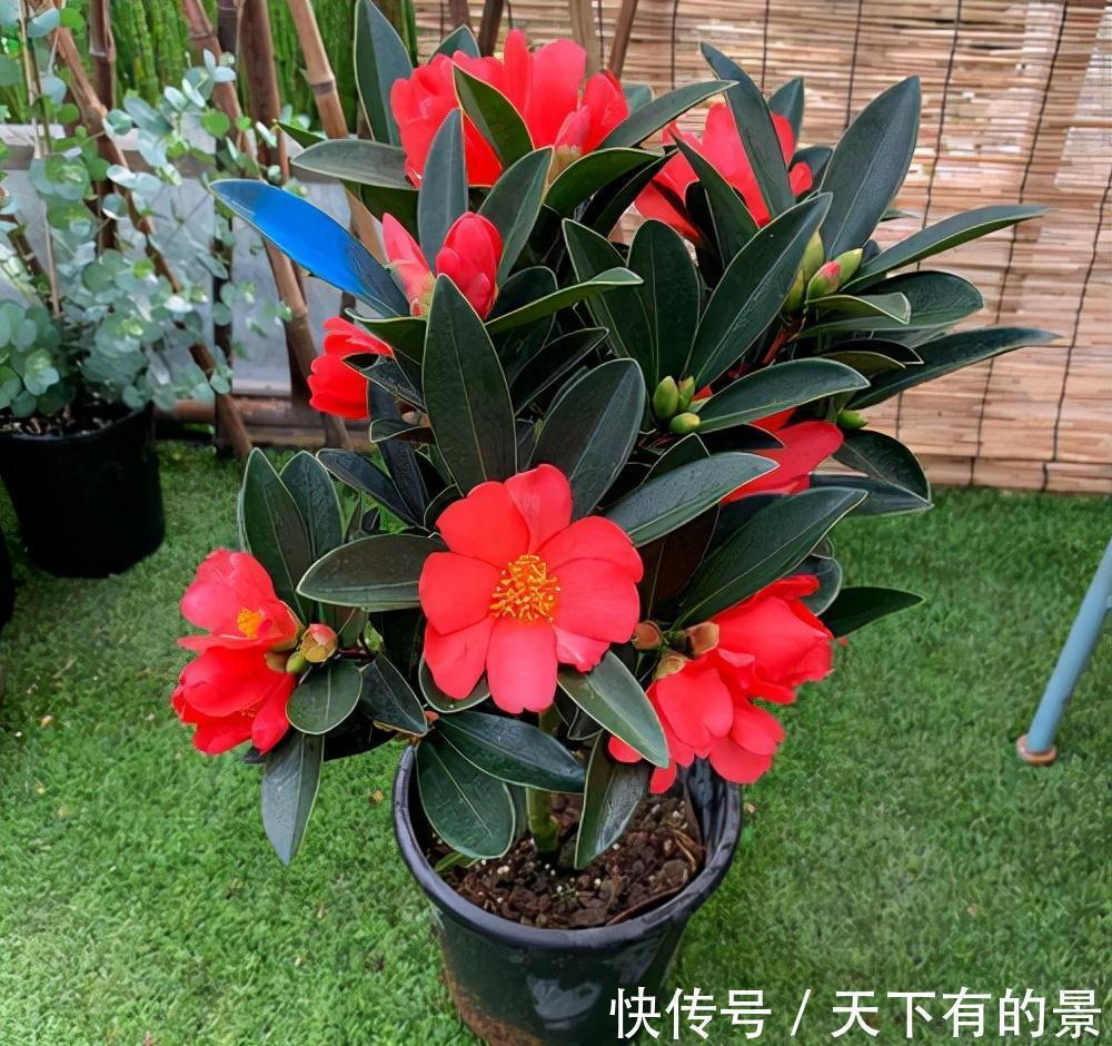 复合肥|“穷养”5种花,用小花盆栽种,多晒少管更利于生长,又美又值钱