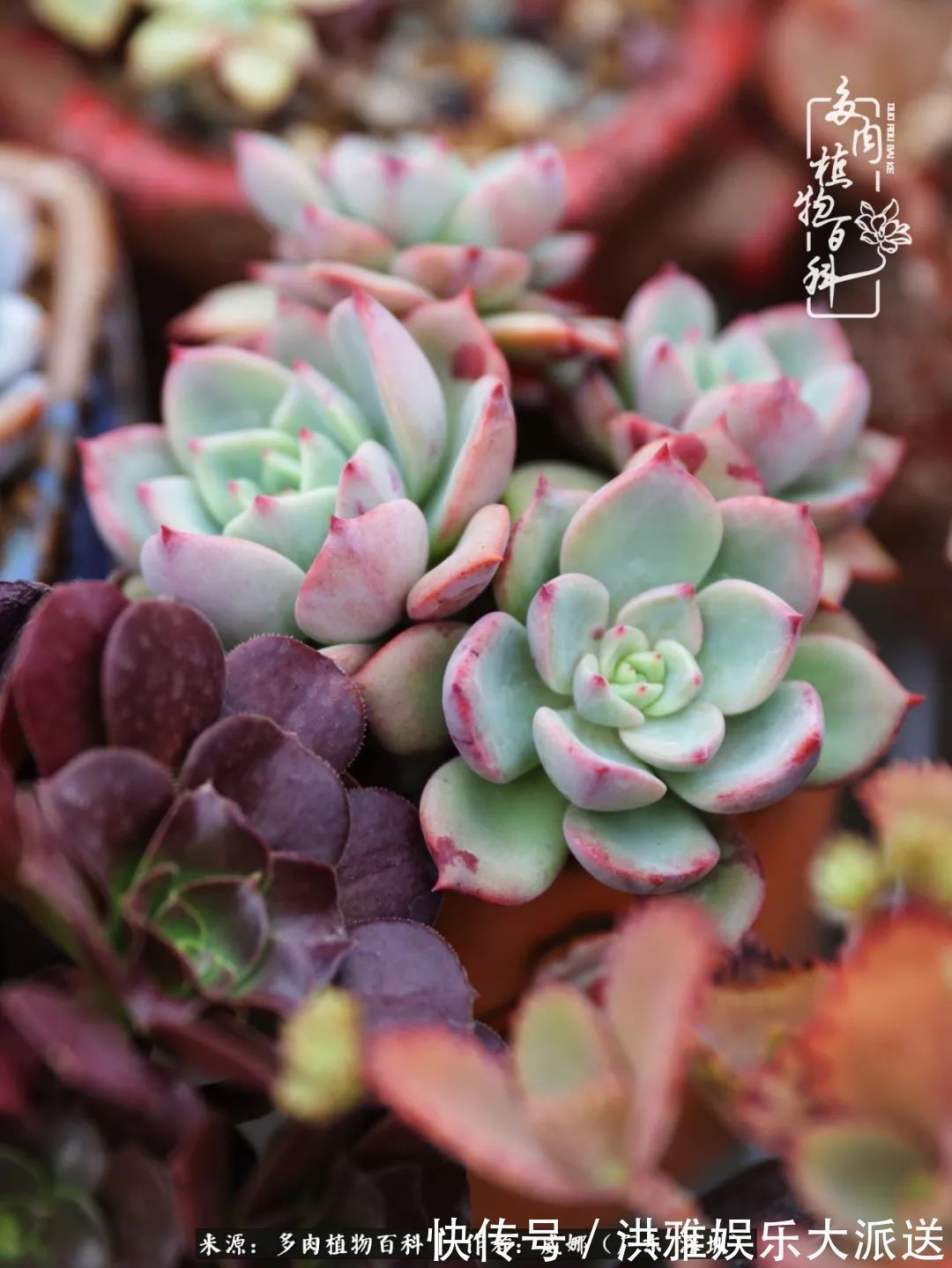 橙梦露|笼子里露养的多肉，越养越美！有多肉的日子伴着小确幸！