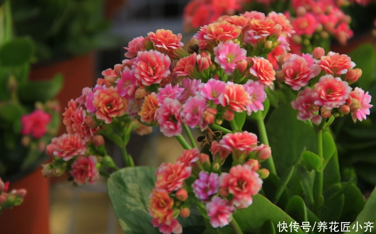 肥料|养开花植物经常会遇到“消苞”的情况，看看你哪一点做错了