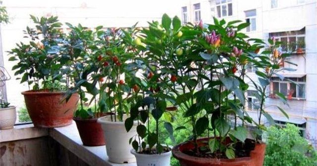 6种阳台水果盆栽，再忙也要养一盆，沾土就活，果实甜如蜜