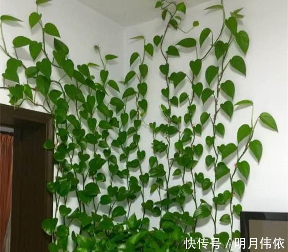 自制花肥太臭了,盆里直接扔几粒“它”,绿萝吊兰能长疯