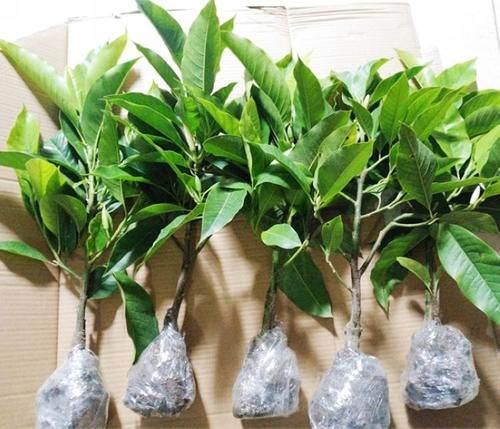 1种“香水”花，比茉莉美、比桂花香，一年开花200天，一盆香满屋