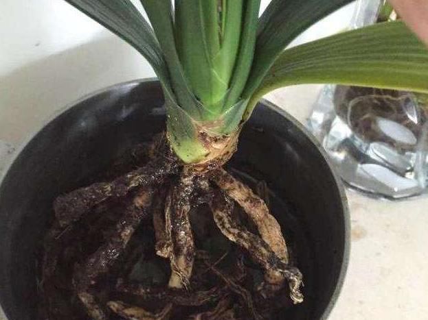 君子兰出现烂根的毛病，如果学会了一种方法，就能“起死回生”