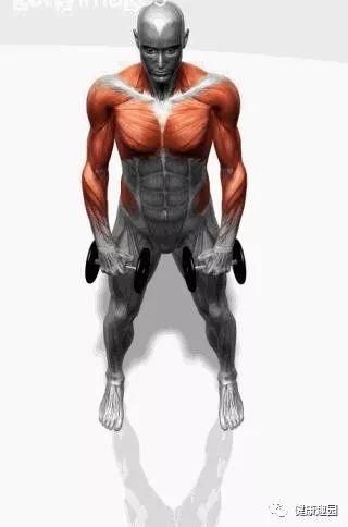 肱三头肌|肌肉群锻炼动作示意图，想练什么对号入座！
