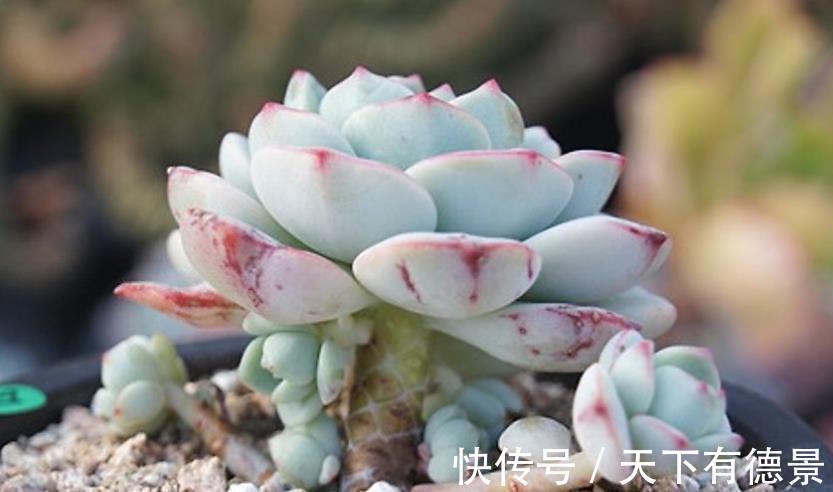 植株|此款多肉好养又好看，叶子肥厚果冻色，长出红尖惹人爱，值得拥有