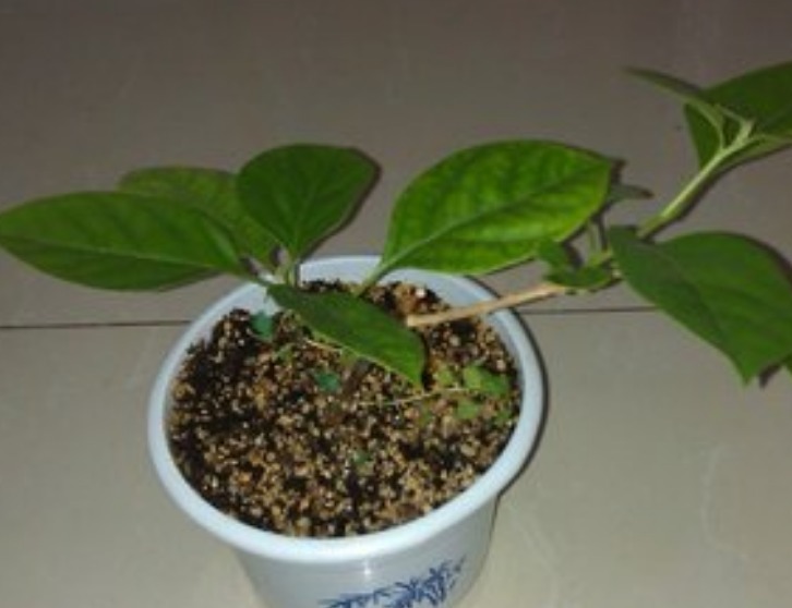 “小黄豆”作用大，三角梅盆栽加点它，呼呼直窜，一年长成大花树