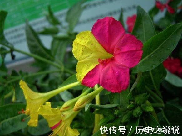 妇科病|十个女人九个妇科病，用此物泡水喝，面色红润了，子宫越来越干净