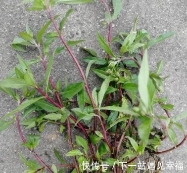 形状像马齿苋似柳叶,看上去像葵花似菊花,别忽视
