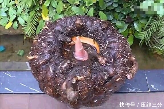 医生|天然“胰岛素”被医生找到,每天吃一点,越吃血糖越平稳