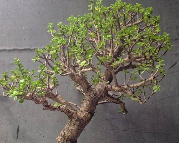 这“几种花”很便宜,养成“盆景”后,变身为“高价”盆栽!