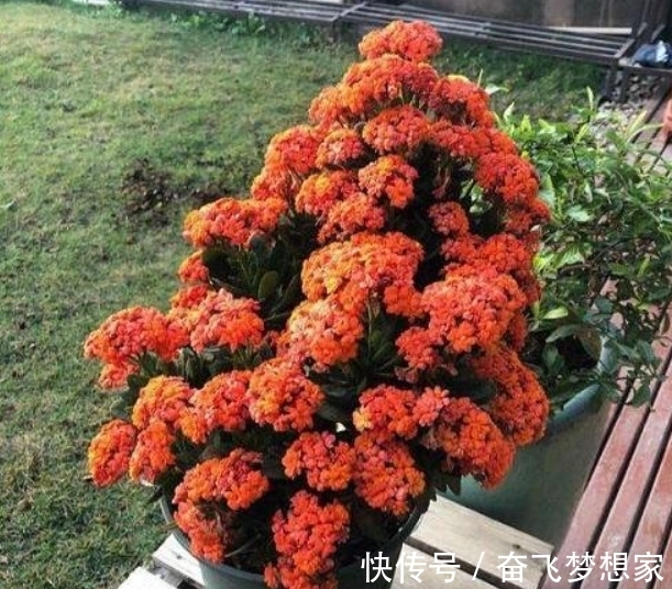 侧芽|养长寿花“老桩”，做好“3勤2合理”，长势旺，每年开花都翻倍