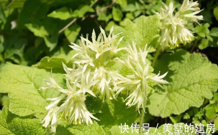 花花草草|原来花花草草也有这么多“雅称”