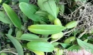 野生|石头上生长的野果,100元一斤可用来煲汤,野外遇到就赚到了