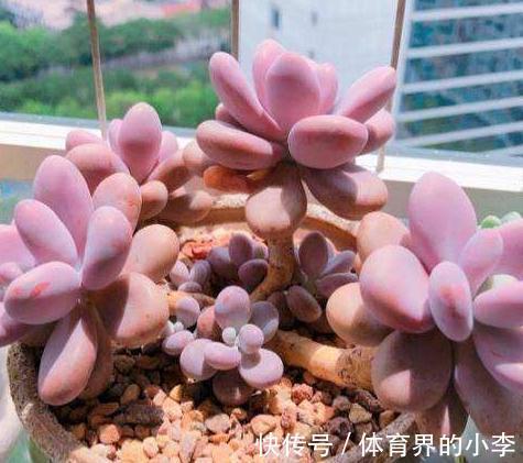 多肉服盆慢怎么办，教你2招，叶子肉嘟嘟，根系牢牢抓住花盆