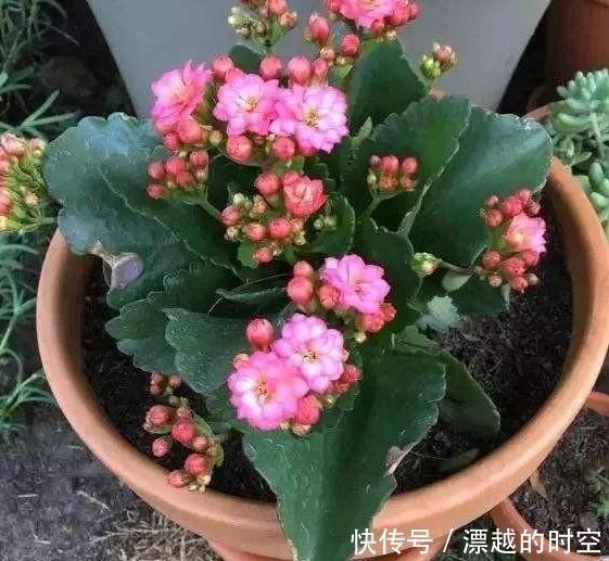 长寿花|刚买的长寿花,换盆做好“3件事”,蹭蹭长新芽,开花就爆盆