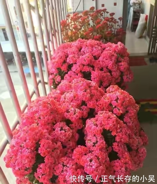 长寿花有“4喜”和“3怕”,冬天养护尤其要注意