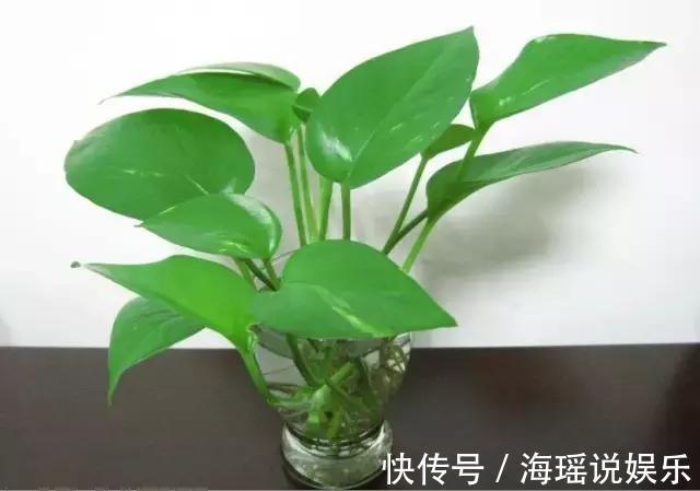 爆盆|都说绿萝好养,我家的总是长不好,绿萝这样养,一个月就爆盆!