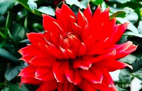 别再用淘米水、黄豆水了，这“水”才是养花“万能水”，养啥旺啥