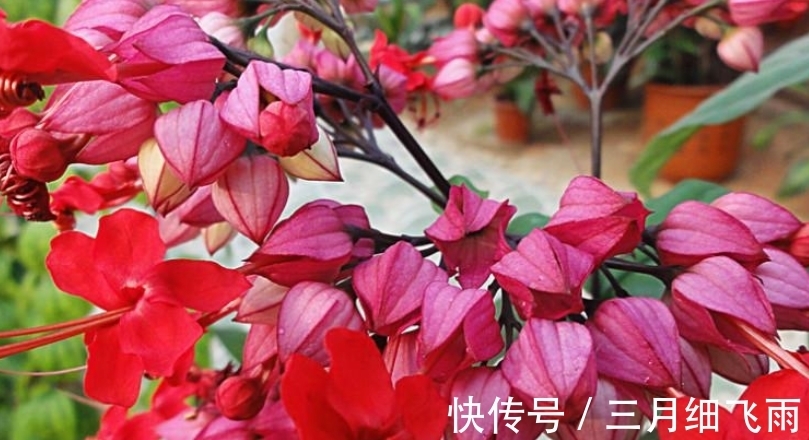 让8成养花新手都后悔的4个“妙招”,再看到别尝试