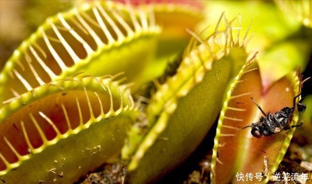 “难养”花草名单已公布,是有些花友的最爱,劝你早放弃!