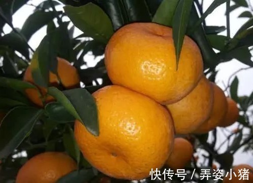 常吃|这4种水果建议家长让孩子常吃，能增强免疫力，还能缓解眼睛疲劳