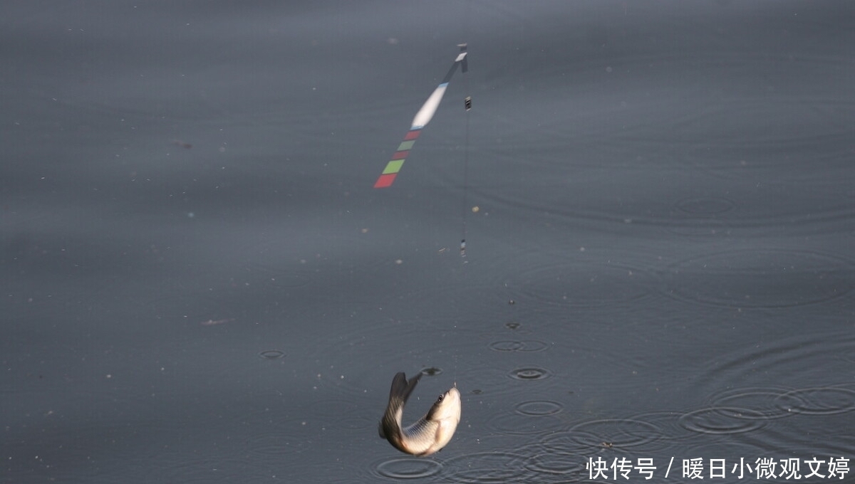 子线|钓鱼用的主线和子线大小跟钓鱼有什么关系？