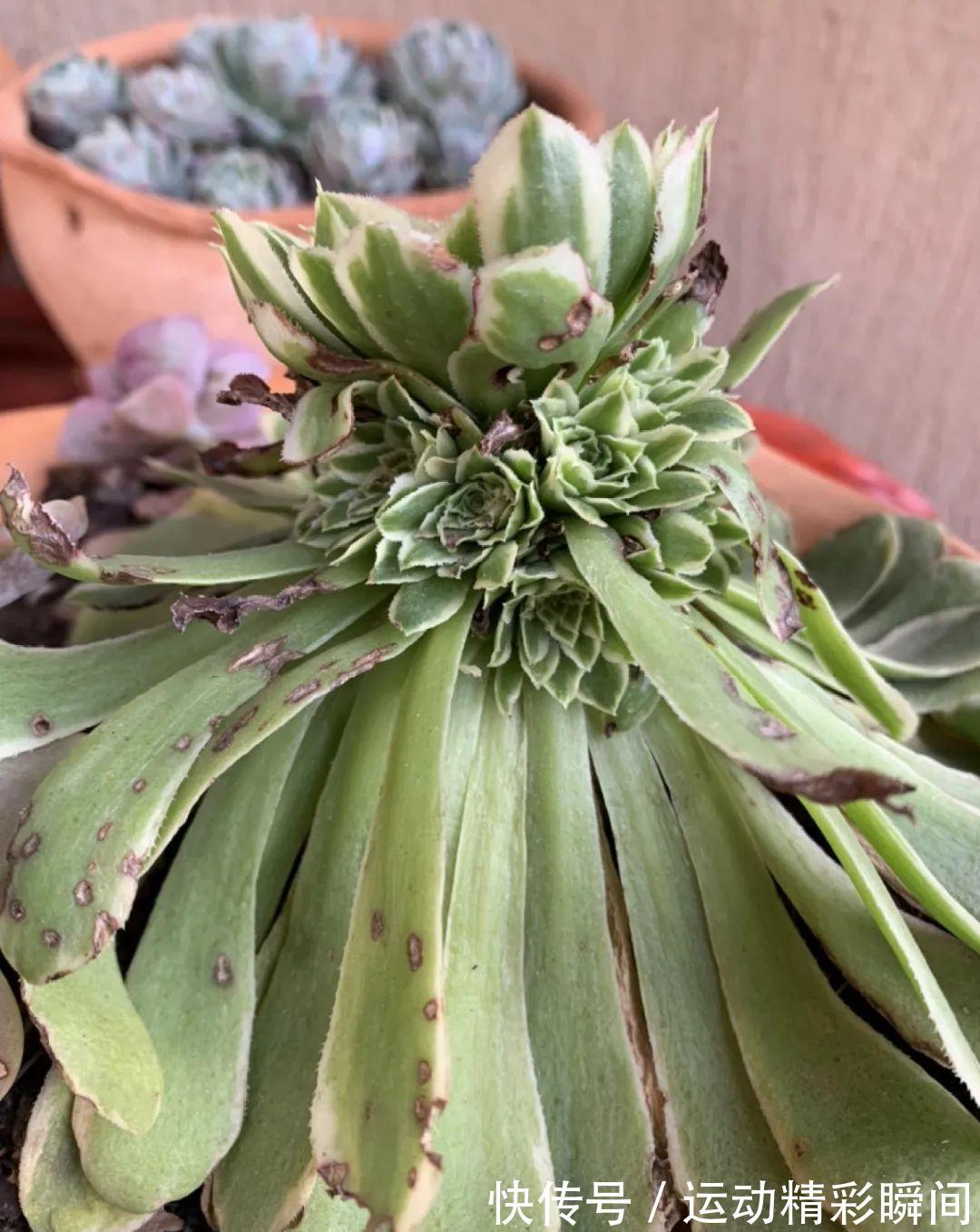 十几年的多肉“妖精”,自然老桩头,造型太美