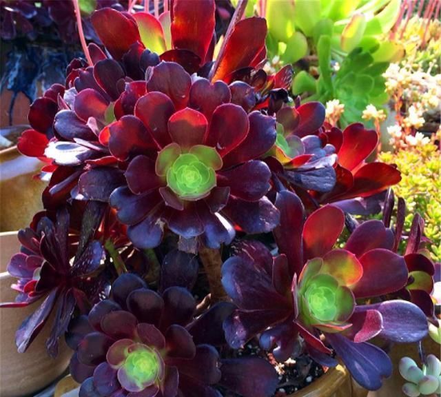 黑和尚擅长斩首技术,所以在这5点,侧芽长得很快一个是头发变长