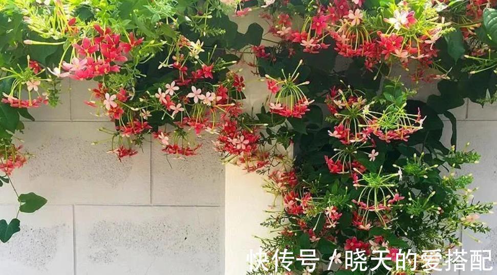 时间长|养使君子,土、光、水符合需求,开花又多又时间长,种子还能药用