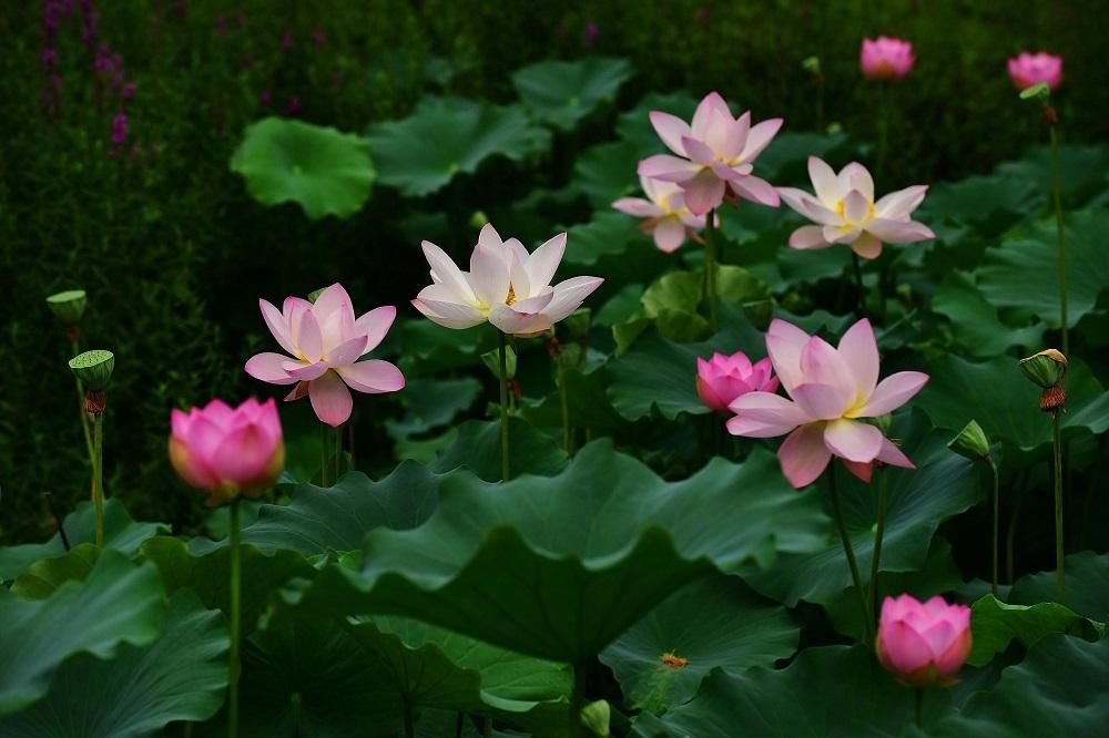 解放公园 谁道人间四月芳菲尽？武汉六月盛芳菲