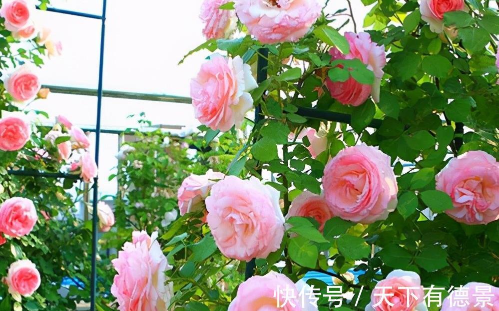 牡丹花|4种“富贵花”,南方养不好,北方能养几十年,爆成花树