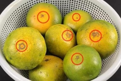 告知|喜欢吃橘子的抓紧看看,别不回事,很多人还不清楚,快告知家人!